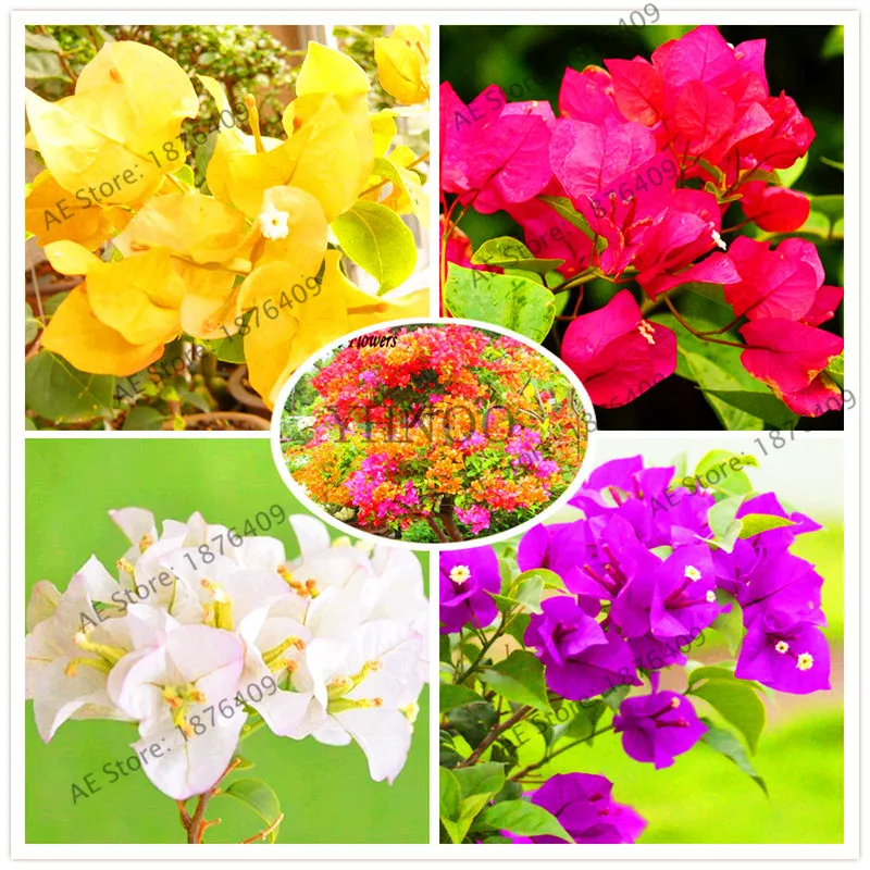 New Real Blooming Rare mixed colors Plants Bougainvillea Spectabilis Willd Bonsai Plant garden 105 Particles / lot
New Real Blooming Rare mixed colors Plants Bougainvillea Spectabilis Willd Bonsai Plant garden 105 Particles / lot