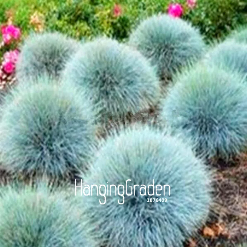 Genuine!100 Pcs/bag Blue Fescue Grass bonsai - (Festuca glauca) perennial hardy ornamental grass so easy to grow,#S3ZUCJ
Genuine!100 Pcs/bag Blue Fescue Grass bonsai - (Festuca glauca) perennial hardy ornamental grass so easy to grow,#S3ZUCJ