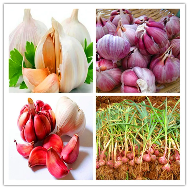 Hot Sale 300 Pcs Garlic Bonsai Pure Natural And Organic Vegetable Bonsai Healthy And Delicious Pungent Spice Vegetable
Hot Sale 300 Pcs Garlic Bonsai Pure Natural And Organic Vegetable Bonsai Healthy And Delicious Pungent Spice Vegetable