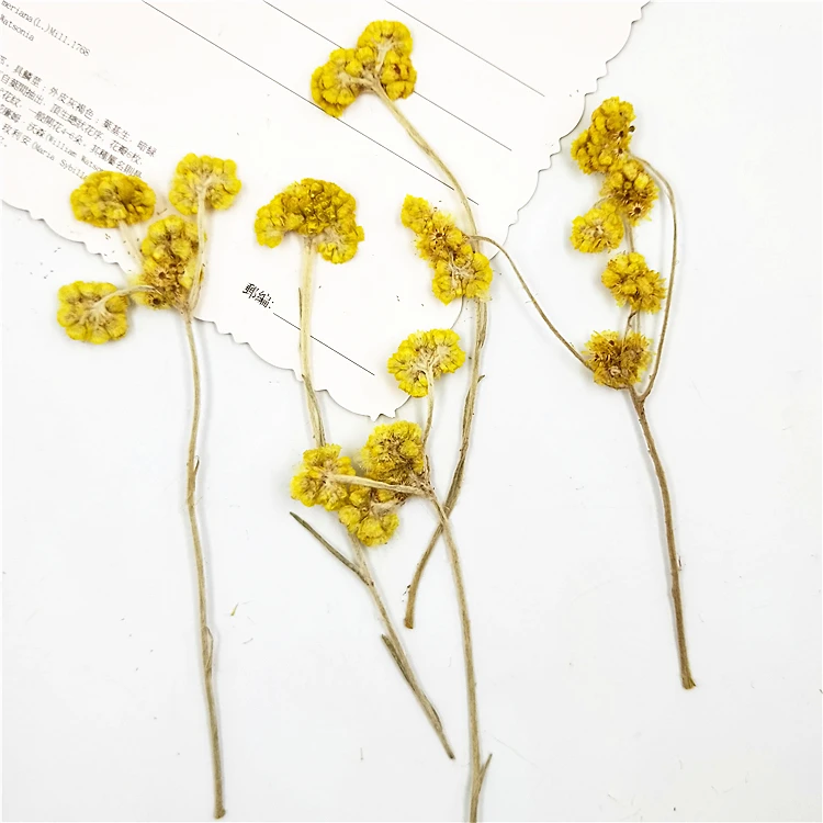 Natural yellow Dried Flower Pressed Dried Flowers Branch Mini Decorative Arrangement Photo Backdrop Decoration 8pcs/bag
Natural yellow Dried Flower Pressed Dried Flowers Branch Mini Decorative Arrangement Photo Backdrop Decoration 8pcs/bag