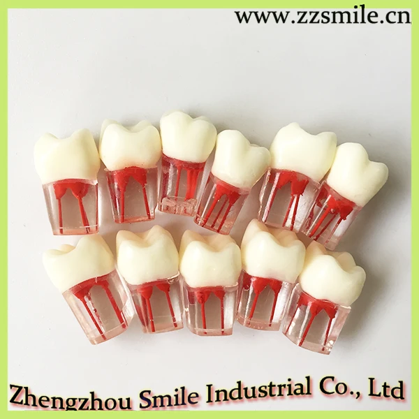 Dental Root Canal Teeth Study Model M8006/Practice Model for Endodontic/One Set Contains 4 Model
Dental Root Canal Teeth Study Model M8006/Practice Model for Endodontic/One Set Contains 4 Model