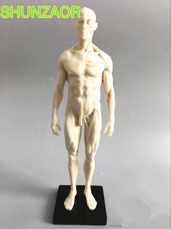 30cm 1pcs human skeleton anatomical model Anatomy tools model Skull Head Muscle Bone Medical Artist Drawing
30cm 1pcs human skeleton anatomical model Anatomy tools model Skull Head Muscle Bone Medical Artist Drawing