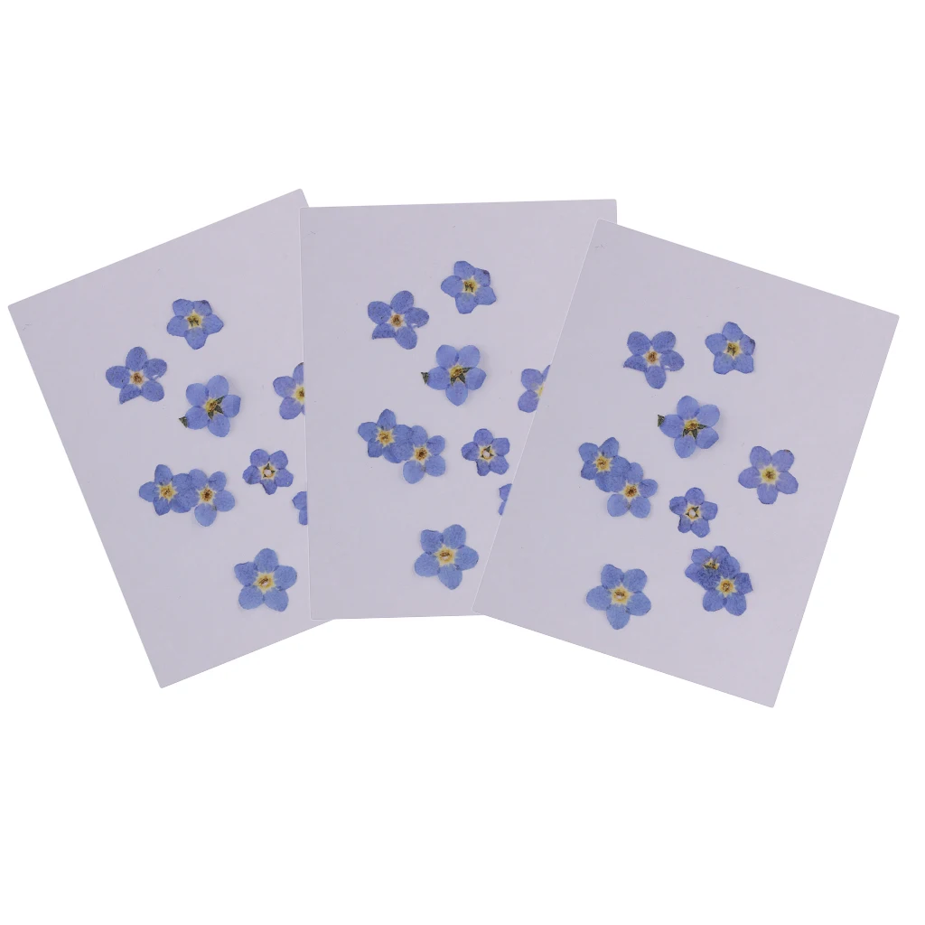 30 Pieces Natural Forget-me-not Real Dried Flowers Embellishments Nail Art Accessories for DIY Phone Case Resin Ornament