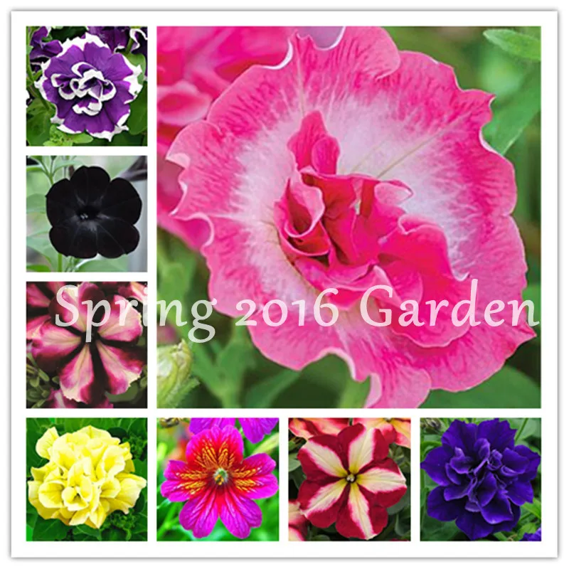 200Pcs/bag Bonsai Petunia Flower Morning Glory Plant Very Easy Grow Rare Petunia Flowers Bonsai Plant for Home Garden Decoration
200Pcs/bag Bonsai Petunia Flower Morning Glory Plant Very Easy Grow Rare Petunia Flowers Bonsai Plant for Home Garden Decoration