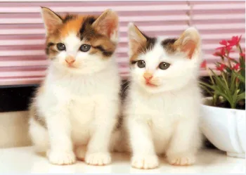 Needlework Craft 14CT Unprinted For Embroidery Quality Counted Cross Stitch Kits DIY Art Two Cats Cute Animal Cat Home Decor
Needlework Craft 14CT Unprinted For Embroidery Quality Counted Cross Stitch Kits DIY Art Two Cats Cute Animal Cat Home Decor