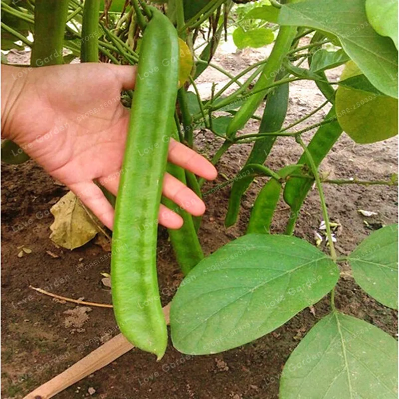 Canavalia Gladiata Bonsai Red Sword Beans Chinese Knife Bean Organic Ornamental Vegetable Bonsai Outdoor Plants 5 Bonsai/Bag
Canavalia Gladiata Bonsai Red Sword Beans Chinese Knife Bean Organic Ornamental Vegetable Bonsai Outdoor Plants 5 Bonsai/Bag
