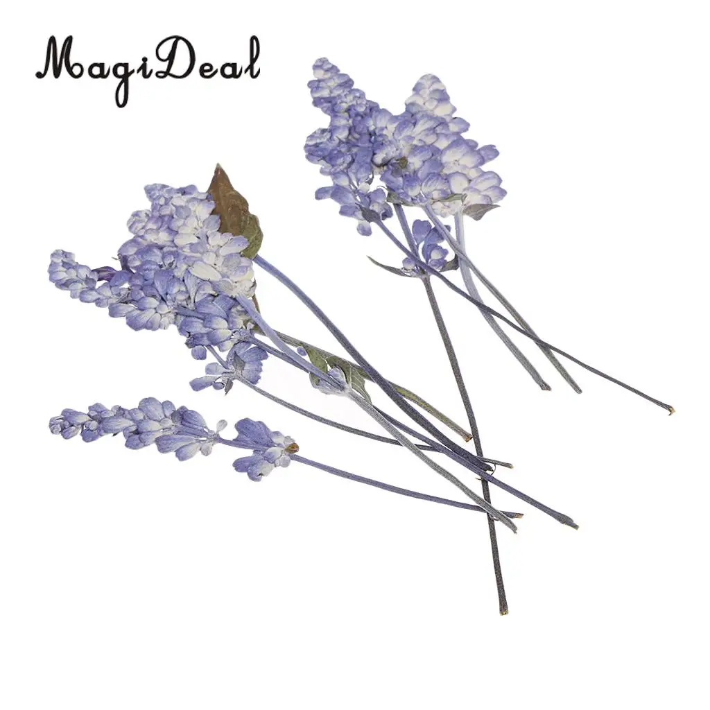 10pcs Beautiful Pressed Sage Flower Dried Flowers for Art Craft Scrapbooking Epoxy Resin Jewelry Making DIY Decorations