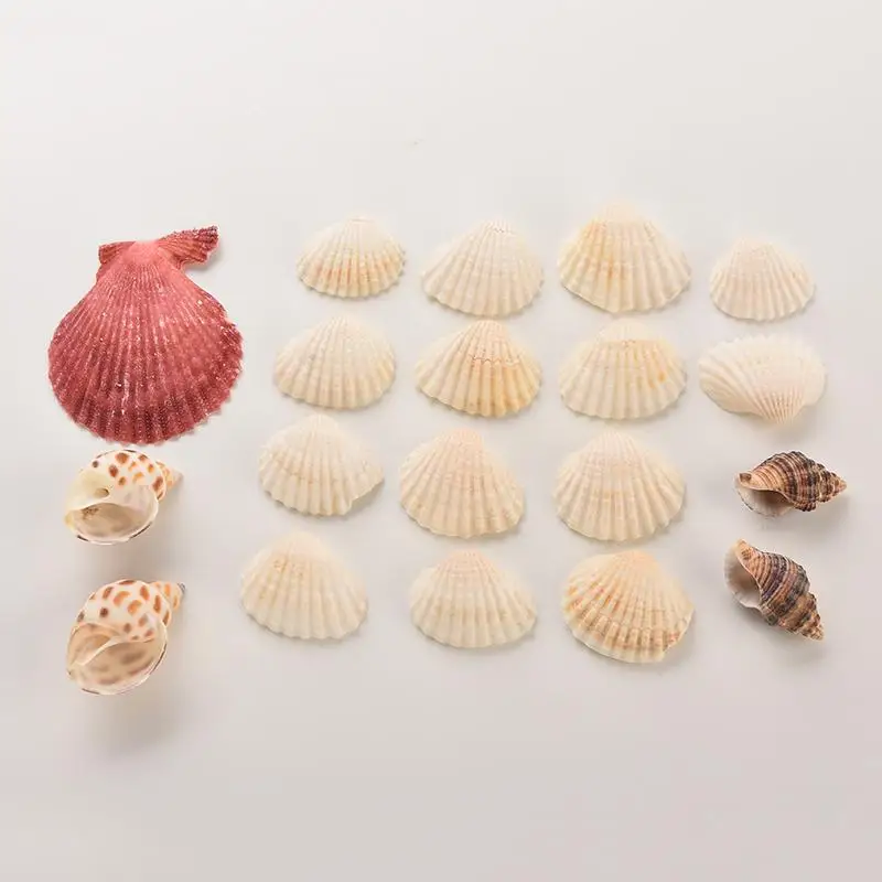 1* bag Shells Mixed SeaShells Mix Sea Shells Shell Craft SeaShells Aquarium For Home DIY Decor Beach
1* bag Shells Mixed SeaShells Mix Sea Shells Shell Craft SeaShells Aquarium For Home DIY Decor Beach
