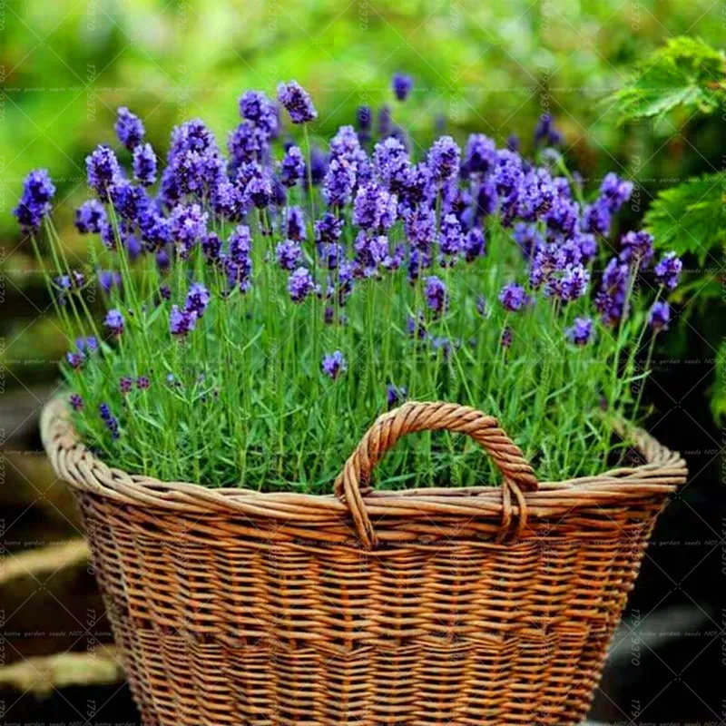 100Pcs France Lavender bonsai Lavandula angustifolia flower bonsai Lavende flowers potted plants for home garden plantas
100Pcs France Lavender bonsai Lavandula angustifolia flower bonsai Lavende flowers potted plants for home garden plantas