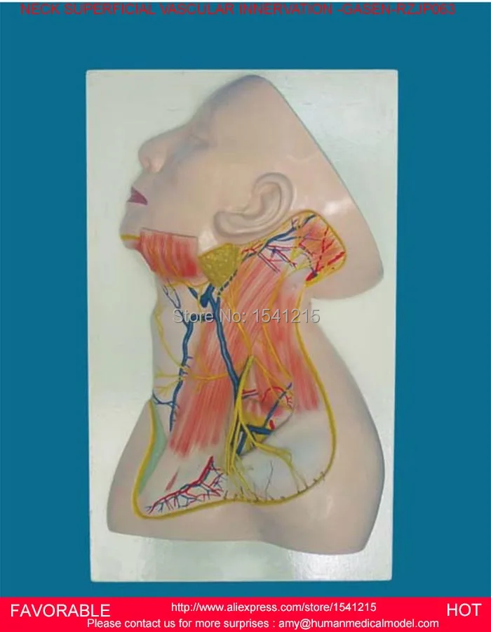 HUMAN SKULL WITH MUSCLE NERVE VESSEL ANATOMICAL MODEL, RIGHT HEAD AND NECK MODEL MEDICAL SCIENCE TEACHING SUPPLIES-GASEN-RZJP063
HUMAN SKULL WITH MUSCLE NERVE VESSEL ANATOMICAL MODEL, RIGHT HEAD AND NECK MODEL MEDICAL SCIENCE TEACHING SUPPLIES-GASEN-RZJP063