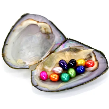 Oysters Pearls Big Natural Freshwater Oyster With 10 Pearls Vacuum-Packed Well Birthday Best Gift DIY Accessories FO048
Oysters Pearls Big Natural Freshwater Oyster With 10 Pearls Vacuum-Packed Well Birthday Best Gift DIY Accessories FO048
