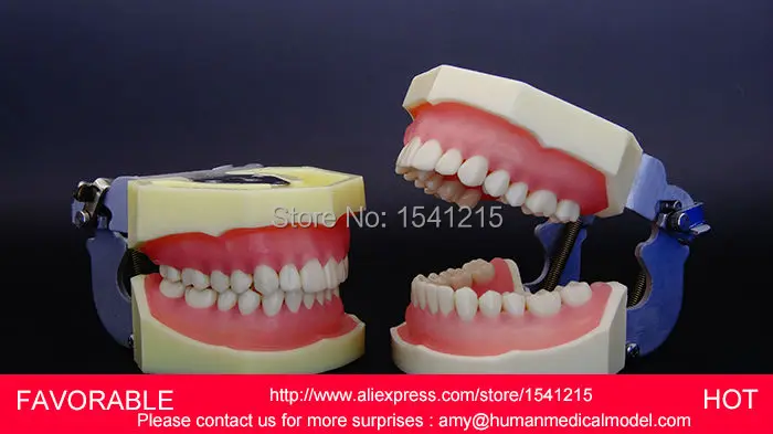 TEETH MEDICAL, DENTURES DENTAL TEACHING ORAL MODEL , DENTAL TEETH MODEL,STANDARD MODEL OF DENTITION-A -GASEN-DEN021
TEETH MEDICAL, DENTURES DENTAL TEACHING ORAL MODEL , DENTAL TEETH MODEL,STANDARD MODEL OF DENTITION-A -GASEN-DEN021