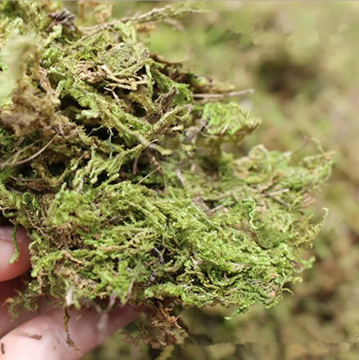 100g/bag real dried moss decorative plants turf for artificial Flowers decor flowerpot DIY decoration micro view grass wreath
100g/bag real dried moss decorative plants turf for artificial Flowers decor flowerpot DIY decoration micro view grass wreath