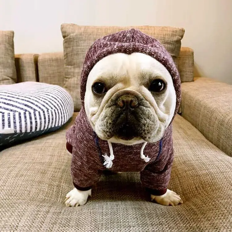 Dog Clothes, New Dog Clothes Cat Clothes Dog and Cat Sweater French Bulldog Clothes,
Dog Clothes, New Dog Clothes Cat Clothes Dog and Cat Sweater French Bulldog Clothes,
