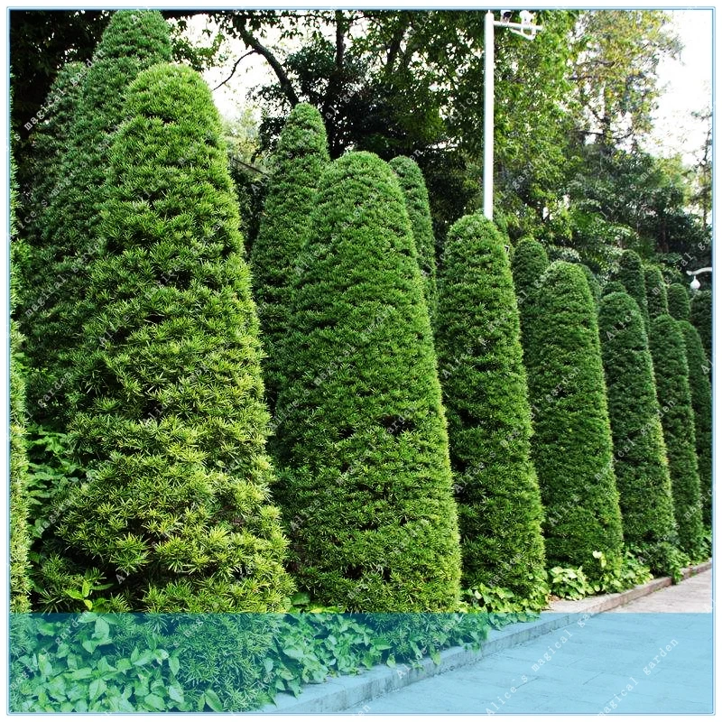 ZLKING Hot selling 50pcs Cypress trees Platycladus orientalis oriental arborvitae Conifer home garden
ZLKING Hot selling 50pcs Cypress trees Platycladus orientalis oriental arborvitae Conifer home garden