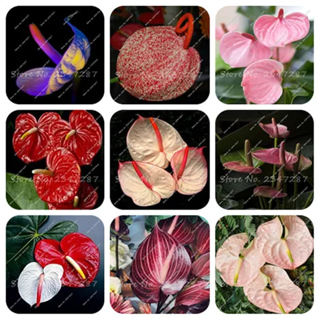 100 Pcs mixed color Anthurium Flower bonsai flores Balcony Potted Plant Anthurium Flower plant
100 Pcs mixed color Anthurium Flower bonsai flores Balcony Potted Plant Anthurium Flower plant