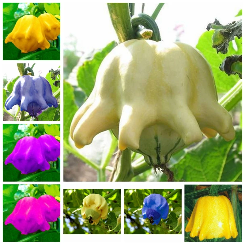 20 pcs/ bag Delicious Chayote Bonsai Vegetable Garden Potted High-nutrition Pumpkin Happy Farm Annual Health Vegetables Plants
20 pcs/ bag Delicious Chayote Bonsai Vegetable Garden Potted High-nutrition Pumpkin Happy Farm Annual Health Vegetables Plants