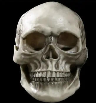 New - style natural resin home decoration skeleton head handicraft medical supplies
New - style natural resin home decoration skeleton head handicraft medical supplies