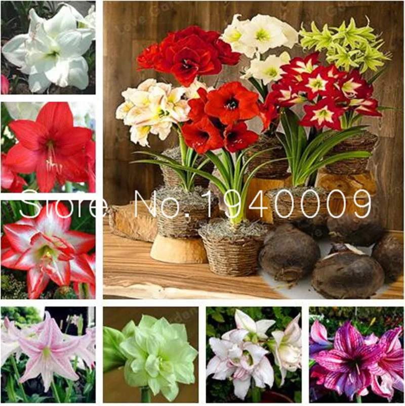 100pcs Amaryllis bonsai True Hippeastrum Flowers plants,Barbados Lily Potted Home Garden Balcony Ornamental Plant Purify the Air
100pcs Amaryllis bonsai True Hippeastrum Flowers plants,Barbados Lily Potted Home Garden Balcony Ornamental Plant Purify the Air