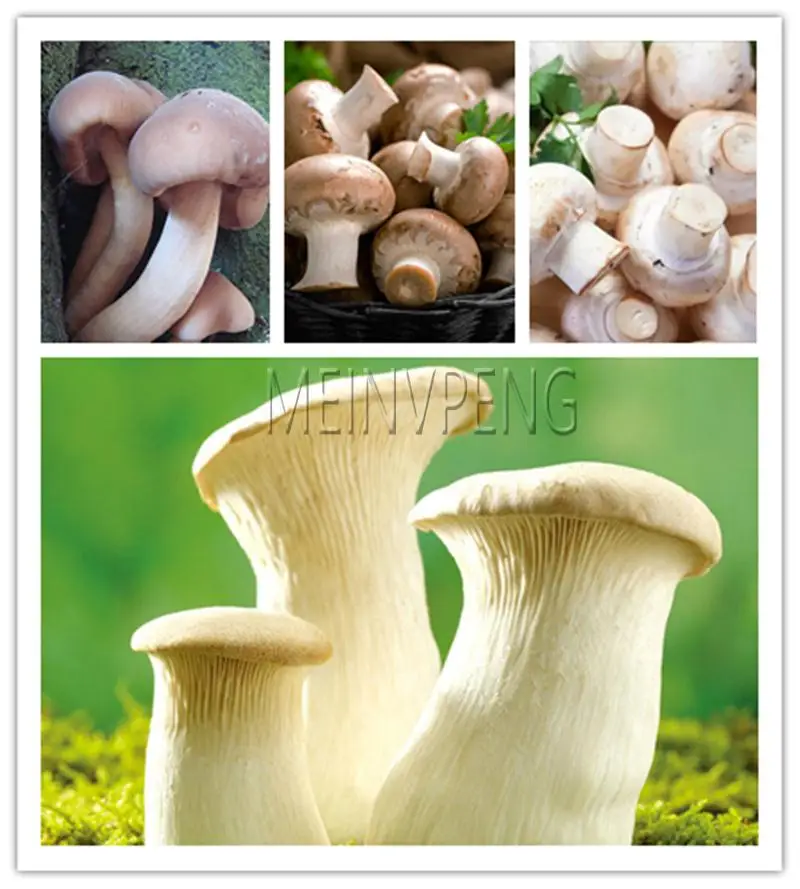 1000 Pcs Delicious Green Vegetable Giant Mushroom bonsai Organic Vegetable Plants in Garden and Courtyard
1000 Pcs Delicious Green Vegetable Giant Mushroom bonsai Organic Vegetable Plants in Garden and Courtyard