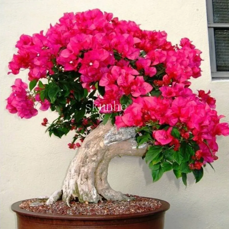 

Bougainvillea spectabilis Willd bonsais bonsai flower plant bonsais 10pcs(san jiao mei)