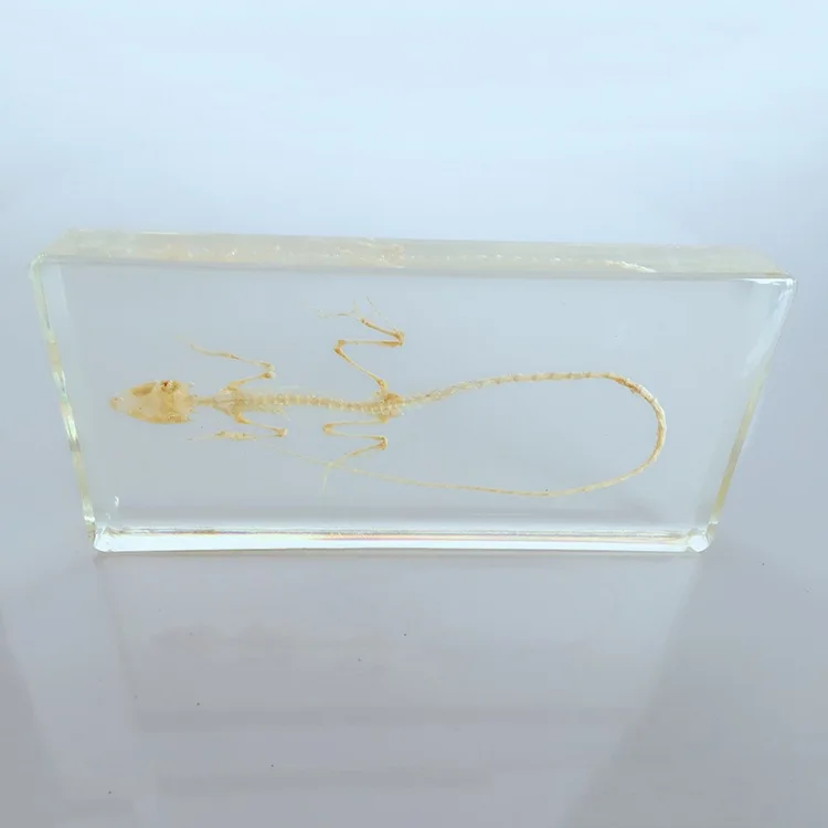 True Lizard Skeleton Embedded Specimen Animal Skeleton Specimens Models Biological Reptiles Bone Specimen Resin Teaching Aids
True Lizard Skeleton Embedded Specimen Animal Skeleton Specimens Models Biological Reptiles Bone Specimen Resin Teaching Aids
