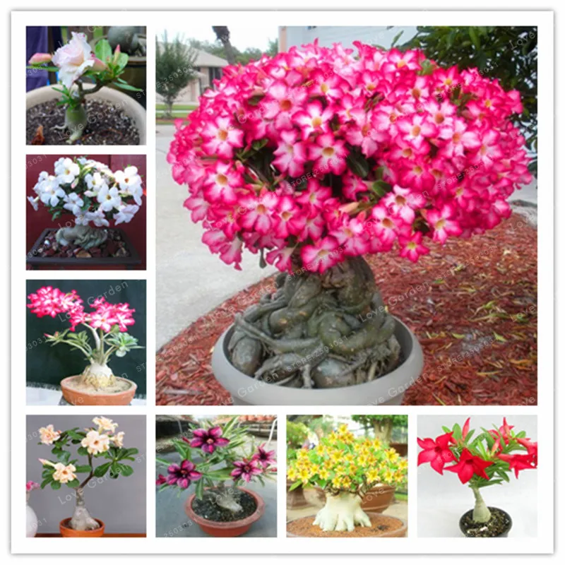 Desert Rose Bonsai Potted Flowers Bonsai Adenium Obesum Indoor Bonsai Plant Mini Potted Tree For Home Garden Plant 1 Pcs
Desert Rose Bonsai Potted Flowers Bonsai Adenium Obesum Indoor Bonsai Plant Mini Potted Tree For Home Garden Plant 1 Pcs