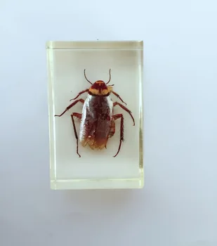 Cockroach Shape Embedded Specimen Models Transparent Resin Insect Specimen Biological Entomology Teaching Aids Resin Craftwork
Cockroach Shape Embedded Specimen Models Transparent Resin Insect Specimen Biological Entomology Teaching Aids Resin Craftwork