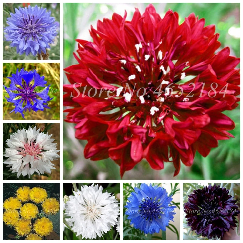 Big Promotion 100 Pcs/ Bag Cornflower Centaurea Cyanus Bonsai Balcony Patio Garden Blooming Flowers Potted Ornamental Plants
Big Promotion 100 Pcs/ Bag Cornflower Centaurea Cyanus Bonsai Balcony Patio Garden Blooming Flowers Potted Ornamental Plants