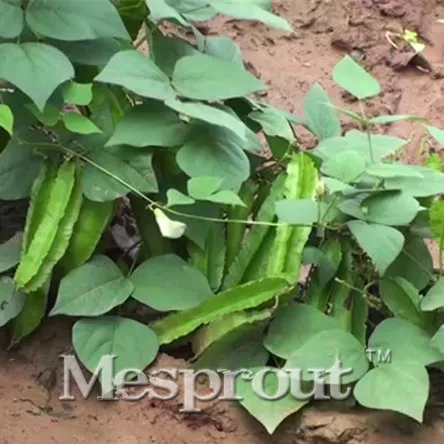 Rare Psophocarpus Tetragonolobus Bonsai Vegetable High germination Bonsai, vegetable planting,High budding rate 20PCS
Rare Psophocarpus Tetragonolobus Bonsai Vegetable High germination Bonsai, vegetable planting,High budding rate 20PCS