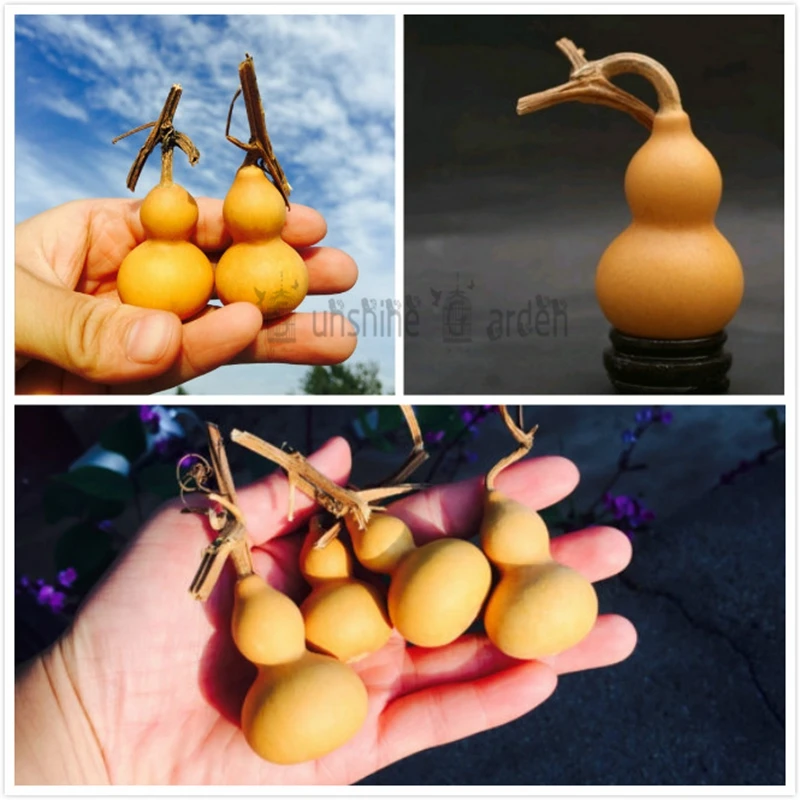 DIY Home Decor 10 Pcs Selected Natural Mini Gourd 4-6CM Cute Craft Gift Garden House Decoration
DIY Home Decor 10 Pcs Selected Natural Mini Gourd 4-6CM Cute Craft Gift Garden House Decoration