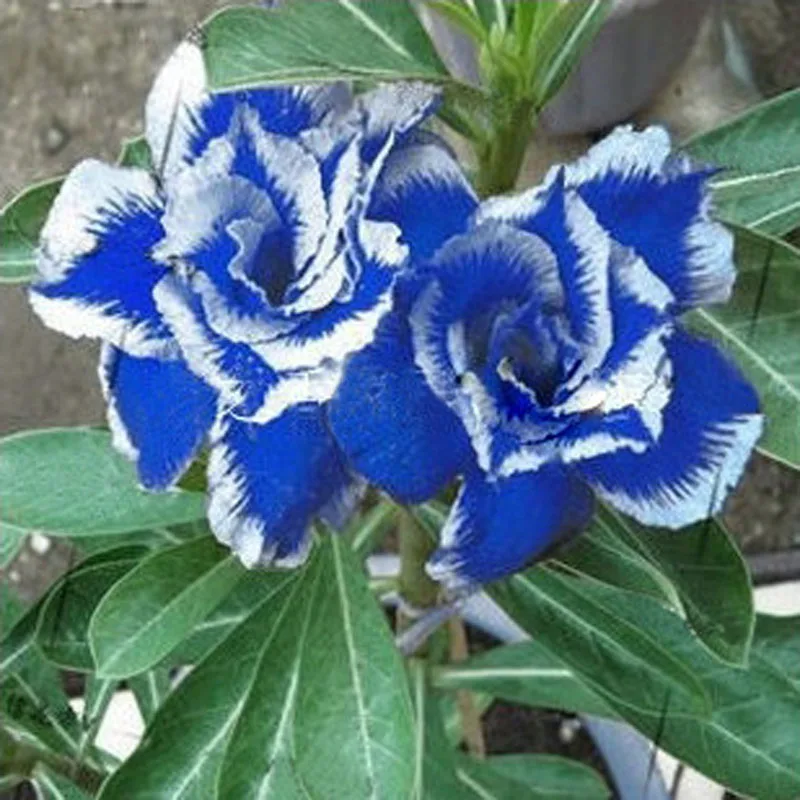 100% True Rare Desert Rose Blue with White Side Home Garden Plant Bonsai Balcony Easy to grow Flower Adenium Obesum 1PCS
100% True Rare Desert Rose Blue with White Side Home Garden Plant Bonsai Balcony Easy to grow Flower Adenium Obesum 1PCS