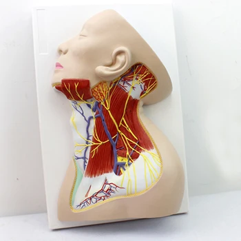 Human Neck Anatomical Model,Superficial Nerve, Muscle Nerve, Head and Neck Skin,used for Cosmetic Surgery Medical Teaching Model
Human Neck Anatomical Model,Superficial Nerve, Muscle Nerve, Head and Neck Skin,used for Cosmetic Surgery Medical Teaching Model