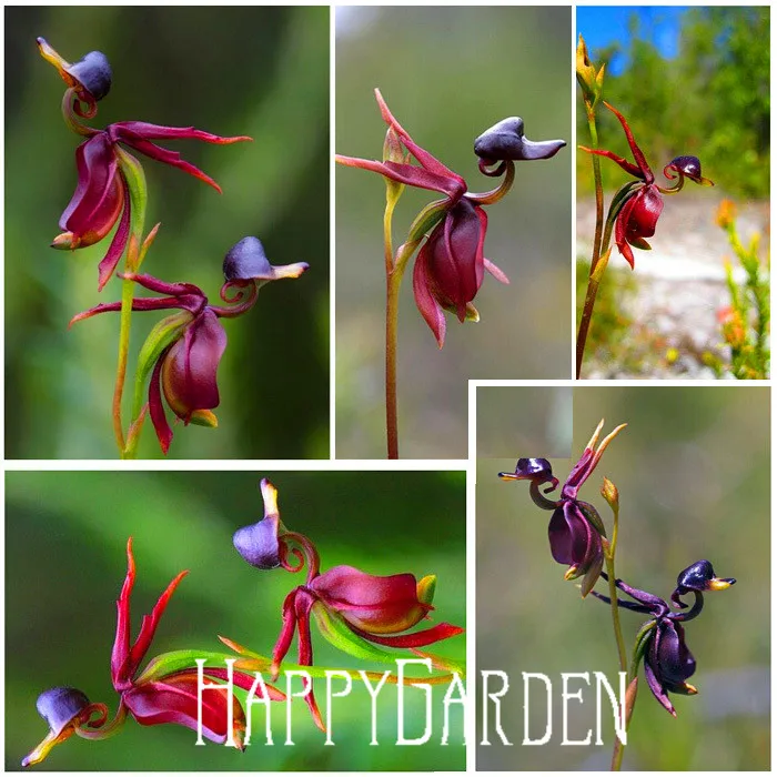 Flying Duck Orchid Bonsai Rare Plant Black Orchid Plantas Garden Plants Potted Flowers Flores 100 Pieces / Lot,#WUZ9UY
Flying Duck Orchid Bonsai Rare Plant Black Orchid Plantas Garden Plants Potted Flowers Flores 100 Pieces / Lot,#WUZ9UY