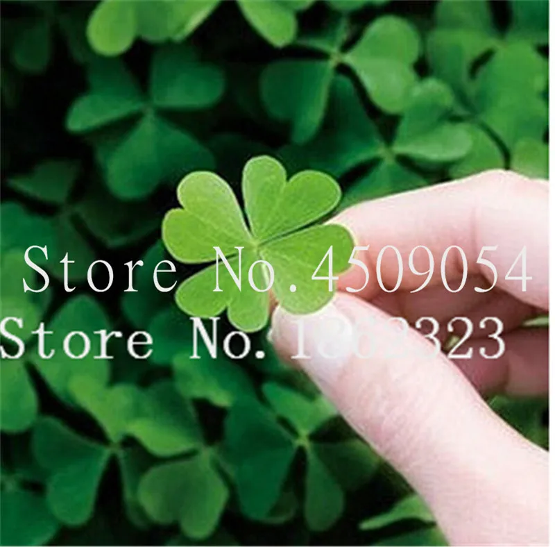 New Arrival 100 Pcs / Bag Bonsai Four Leaf Clover Trifolium Repens Mixed Dutch Clover Bonsai Diy Home & Garden Potted Planting
New Arrival 100 Pcs / Bag Bonsai Four Leaf Clover Trifolium Repens Mixed Dutch Clover Bonsai Diy Home & Garden Potted Planting