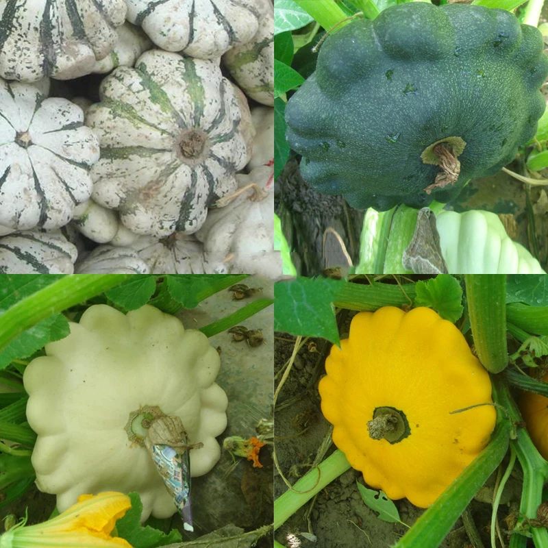 ZLKING 30PCS Rare Crown Pumpkin Zucchini Bonsai Delicious Natural Organic Vegetables Fruit Planting in Garden and Balcony
ZLKING 30PCS Rare Crown Pumpkin Zucchini Bonsai Delicious Natural Organic Vegetables Fruit Planting in Garden and Balcony