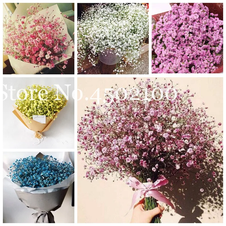 100 Pcs Babysbreath Bonsai, Fragrant All Over The Sky Star Flower Indoor Plants Beautiful Garden Ornamental Flower Wedding
100 Pcs Babysbreath Bonsai, Fragrant All Over The Sky Star Flower Indoor Plants Beautiful Garden Ornamental Flower Wedding