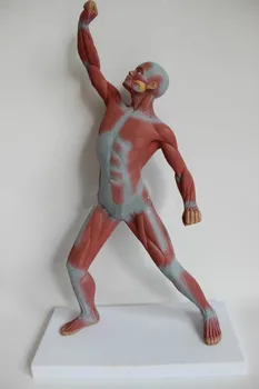 50CM Height Medical Art Human Body Muscle Model Movement Muscle Anatomy System Fitness Teaching Medical Science Supply Artist 
50CM Height Medical Art Human Body Muscle Model Movement Muscle Anatomy System Fitness Teaching Medical Science Supply Artist