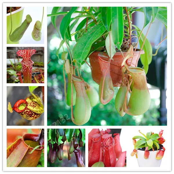 100Pcs Striped Nepenthes Bonsai,Eating Mosquito Carnivorous Plants,Tropical Pitcher Rare Insect Catching Succulent Garden Bonsai
100Pcs Striped Nepenthes Bonsai,Eating Mosquito Carnivorous Plants,Tropical Pitcher Rare Insect Catching Succulent Garden Bonsai