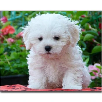 Abstract art,puzzle white maltese dog Diamond Painting 5d diy Cross Stitch Square Embroidery diamond full rhinestones C453
Abstract art,puzzle white maltese dog Diamond Painting 5d diy Cross Stitch Square Embroidery diamond full rhinestones C453