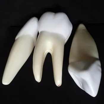 human manikin skeleton brain anatomical anatomia Enlarged skull Anatomical Teeth Set Model anatomy in trauma medical training
human manikin skeleton brain anatomical anatomia Enlarged skull Anatomical Teeth Set Model anatomy in trauma medical training
