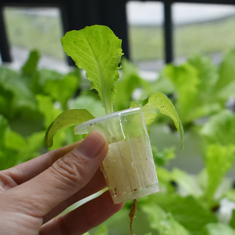 Plastic Mesh Net Pot Cup Basket Cultivation Hydroponics Seeding Green Plant Germination Vegetable Nursery Tool Aeroponics
Plastic Mesh Net Pot Cup Basket Cultivation Hydroponics Seeding Green Plant Germination Vegetable Nursery Tool Aeroponics