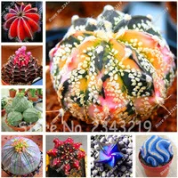 -Fairy-Succulents-Seeds-Semillas-De-Flores-100pcs-bag-lithops-Seed-Mini-Cactus-Plant-seeds-Perennial.jpg_200x200