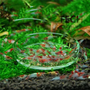 NEW Aquarium Crystal shrimp glass feeder Ornamental snail Feeding basin The Pacific pot
NEW Aquarium Crystal shrimp glass feeder Ornamental snail Feeding basin The Pacific pot