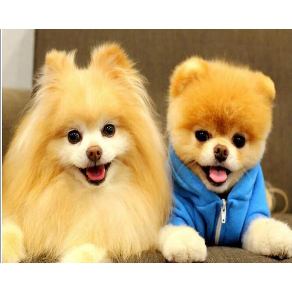 High Quality DIY Pomeranian Printing Full Area Mosaic Diamond Painting Square Embroidery Animal Weeding Decoration Gift KL323
High Quality DIY Pomeranian Printing Full Area Mosaic Diamond Painting Square Embroidery Animal Weeding Decoration Gift KL323