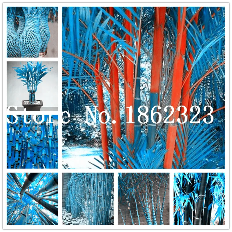 Free Shipping 40 Pcs Bamboo Phyllostachys Pubescens Rare Giant Bamboo bonsai Bambusa Lako Tree For Home Garden Plant
Free Shipping 40 Pcs Bamboo Phyllostachys Pubescens Rare Giant Bamboo bonsai Bambusa Lako Tree For Home Garden Plant