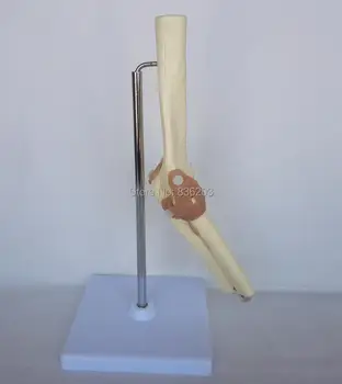 Human Elbow Joint Model, Flexible, Anatomically Accurate Elbow Skeleton Model Life Size Skeleton Anatomy
Human Elbow Joint Model, Flexible, Anatomically Accurate Elbow Skeleton Model Life Size Skeleton Anatomy