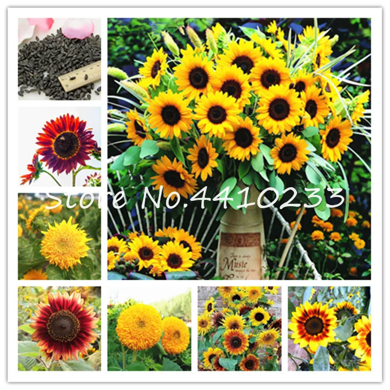 20 Pcs Giant Sunflower Bonsai ,Skyscraper Tree Flower ,Top Quality For Home Garden Plants Family Delicious Snacks Annuus
20 Pcs Giant Sunflower Bonsai ,Skyscraper Tree Flower ,Top Quality For Home Garden Plants Family Delicious Snacks Annuus