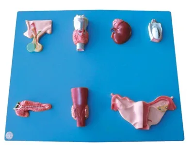 Human endocrine organ model pituitary thyroid adrenal testicular parathyroid ovarian model
Human endocrine organ model pituitary thyroid adrenal testicular parathyroid ovarian model