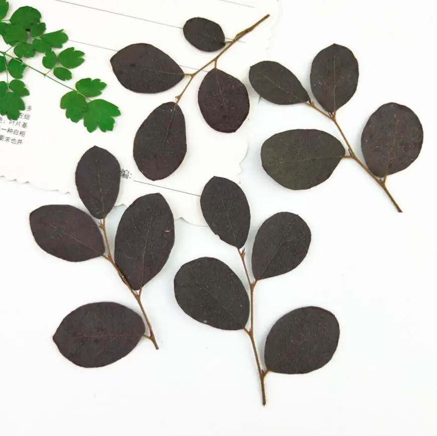 120pcs Pressed Dried Loropetalum chinense var.rubrum Leaf Herbarium For Jewelry Making Face Makeup Postcard Frame Phone Case
120pcs Pressed Dried Loropetalum chinense var.rubrum Leaf Herbarium For Jewelry Making Face Makeup Postcard Frame Phone Case